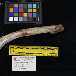 Elotherium coarctatum