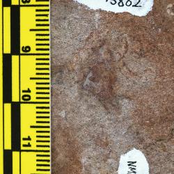 Protopteraspis Leriche, 1924