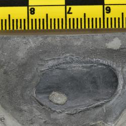 Nahanniaspis Dineley & Loeffler, 1976