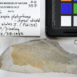 Alainaspis Elliott & Dineley, 1985