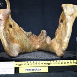 Megacerops Leidy, 1870