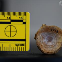 Ameiurus cancellatus