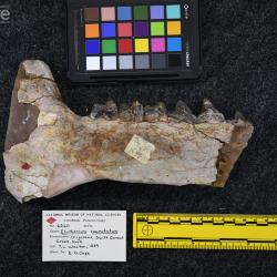 Elotherium coarctatum