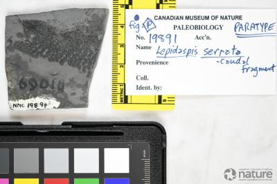 Lepidaspis Dineley & Loeffler, 1976