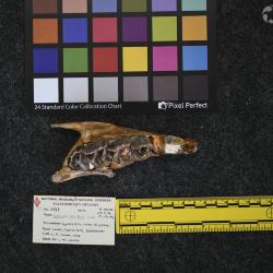 Hyracodon priscidens