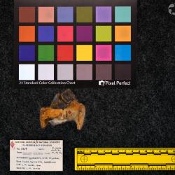 Hyracodon priscidens