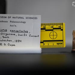 Ameiurus cancellatus