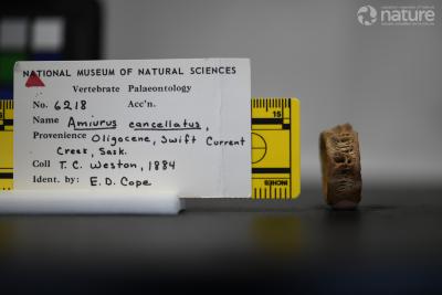 Ameiurus cancellatus