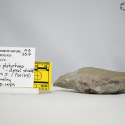 Alainaspis Elliott & Dineley, 1985