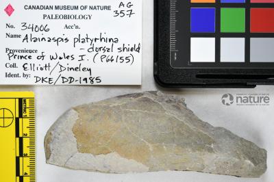 Alainaspis Elliott & Dineley, 1985