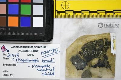 Traquairaspis Kiaer, 1932