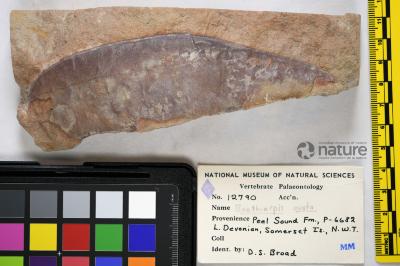 Boothiaspis Broad, 1973