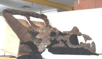 Chasmosaurus irvinensis