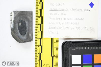 Nahanniaspis Dineley & Loeffler, 1976