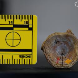 Ameiurus cancellatus