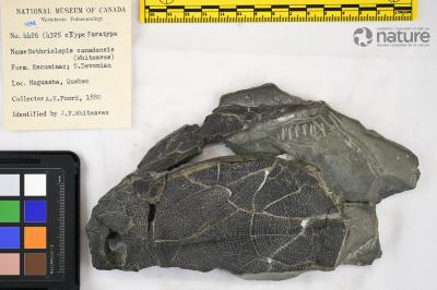 Bothriolepis canadensis