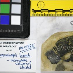 Traquairaspis Kiaer, 1932