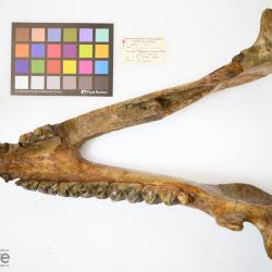 Megacerops Leidy, 1870