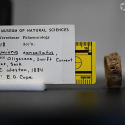 Ameiurus cancellatus