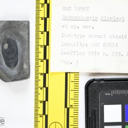 Nahanniaspis Dineley & Loeffler, 1976