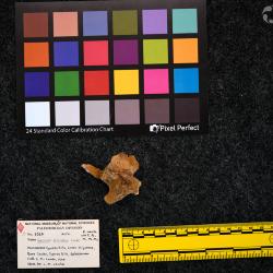 Hyracodon priscidens