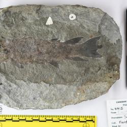 Eusthenopteron foordi