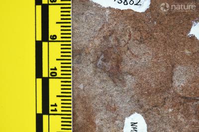 Protopteraspis Leriche, 1924