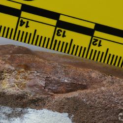 Protopteraspis Leriche, 1924