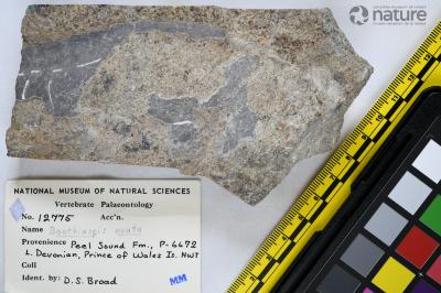 Boothiaspis Broad, 1973