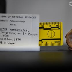 Ameiurus cancellatus