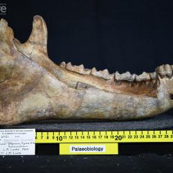 Megacerops Leidy, 1870