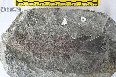 Eusthenopteron foordi