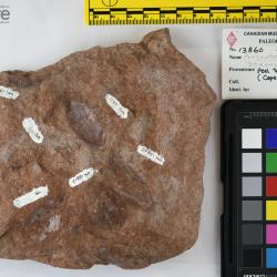 Protopteraspis Leriche, 1924