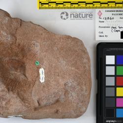 Protopteraspis Leriche, 1924