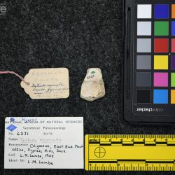 Testudo exornata (Lambe, 1906)