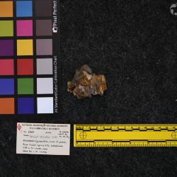 Hyracodon priscidens