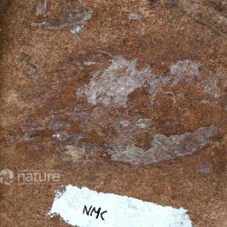 Protopteraspis Leriche, 1924