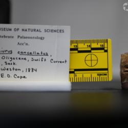 Ameiurus cancellatus