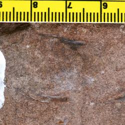 Protopteraspis Leriche, 1924