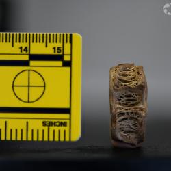 Ameiurus cancellatus