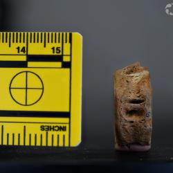 Ameiurus cancellatus