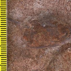 Protopteraspis Leriche, 1924