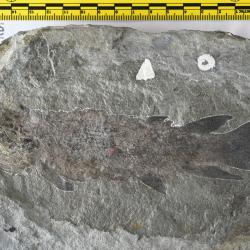 Eusthenopteron foordi