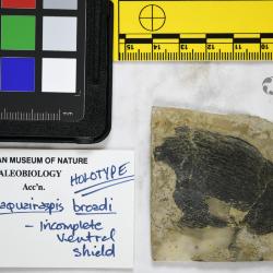 Traquairaspis Kiaer, 1932