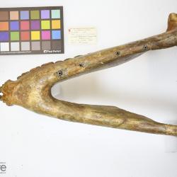 Megacerops Leidy, 1870