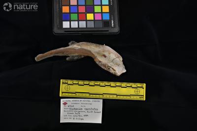 Elotherium coarctatum