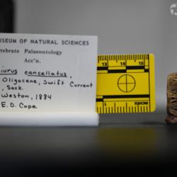 Ameiurus cancellatus