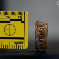 Ameiurus cancellatus