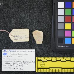 Testudo exornata (Lambe, 1906)