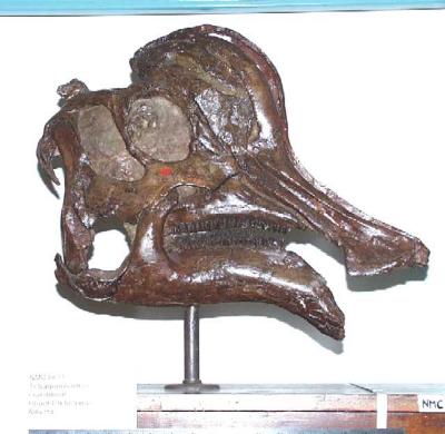 Corythosaurus casuarius
